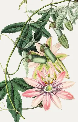 Verdunkelungsrollo Rosa Blume