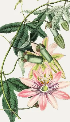 Verdunkelungsrollo Rosa Blume