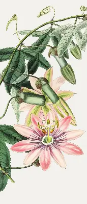Verdunkelungsrollo Rosa Blume