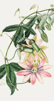 Verdunkelungsrollo Rosa Blume