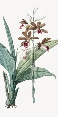 Rollo lichtundurchlässig Blume