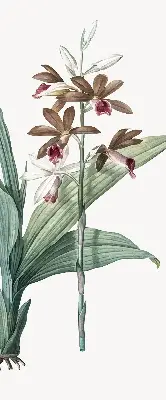 Rollo lichtundurchlässig Blume