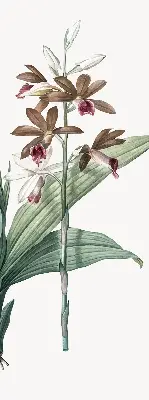 Rollo lichtundurchlässig Blume