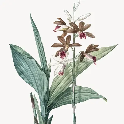 Rollo lichtundurchlässig Blume
