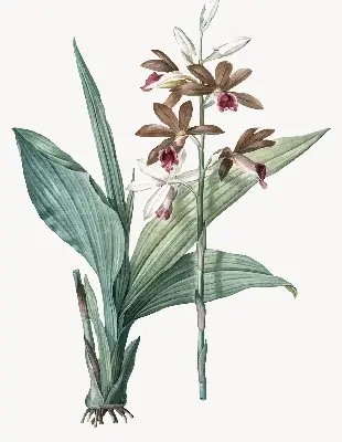 Rollo lichtundurchlässig Blume