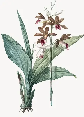 Rollo lichtundurchlässig Blume