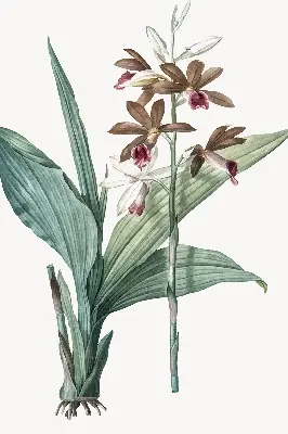 Rollo lichtundurchlässig Blume