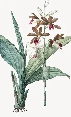 Rollo lichtundurchlässig Blume