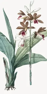 Rollo lichtundurchlässig Blume