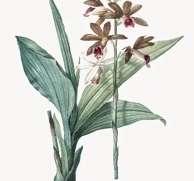 Rollo lichtundurchlässig Blume