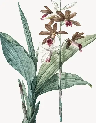 Rollo lichtundurchlässig Blume