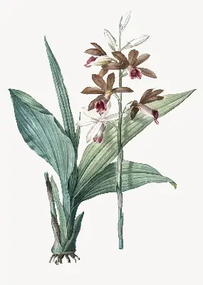 Rollo lichtundurchlässig Blume