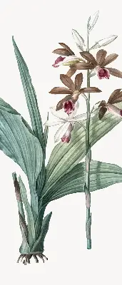 Rollo lichtundurchlässig Blume