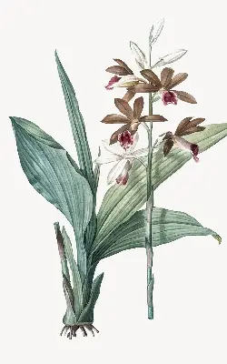 Rollo lichtundurchlässig Blume