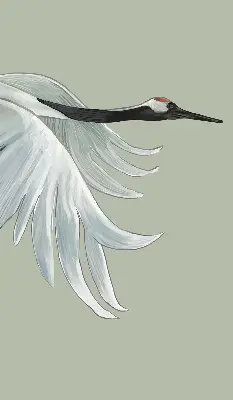 Fenster rollo Kranich im Flug