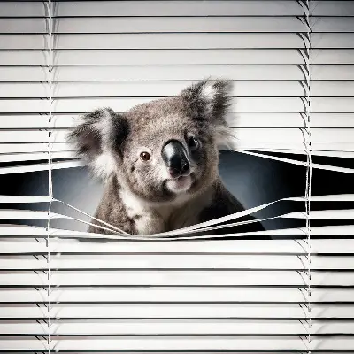 Verdunkelungsrollo Koala