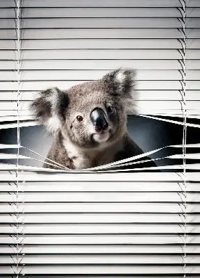 Verdunkelungsrollo Koala