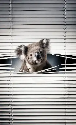Verdunkelungsrollo Koala