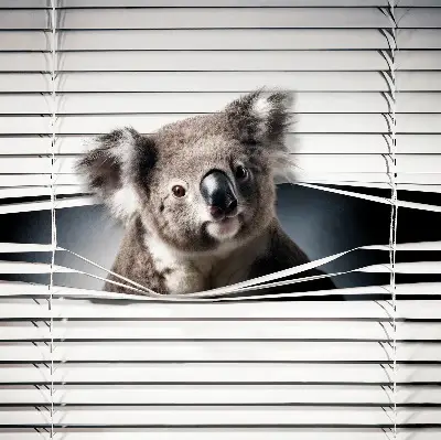Verdunkelungsrollo Koala