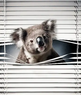 Verdunkelungsrollo Koala