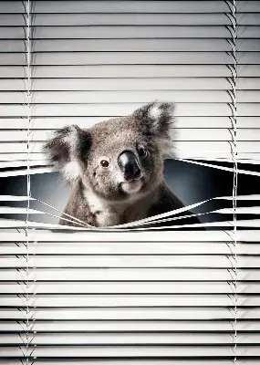 Verdunkelungsrollo Koala