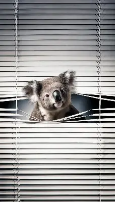 Verdunkelungsrollo Koala