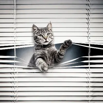 Fenster rollo Katze