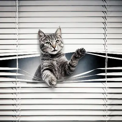 Fenster rollo Katze