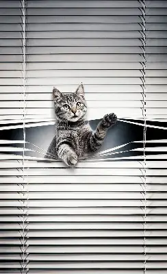 Fenster rollo Katze