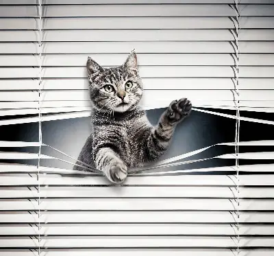 Fenster rollo Katze