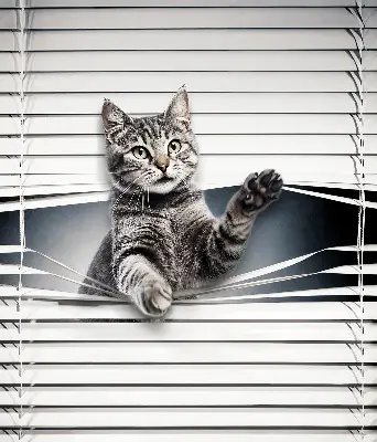 Fenster rollo Katze