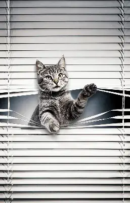 Fenster rollo Katze