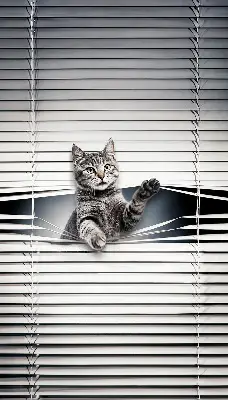 Fenster rollo Katze