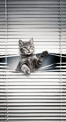 Fenster rollo Katze