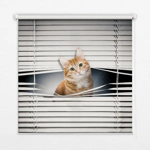 Rollo lichtundurchlässig Ingwerkatze