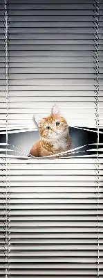 Rollo lichtundurchlässig Ingwerkatze