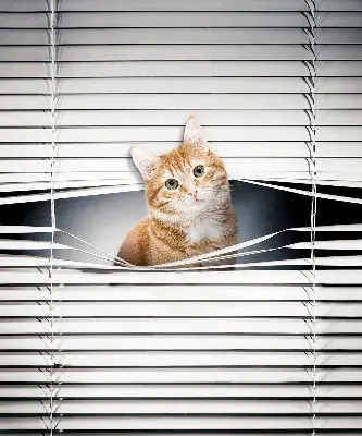 Rollo lichtundurchlässig Ingwerkatze