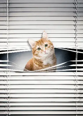 Rollo lichtundurchlässig Ingwerkatze