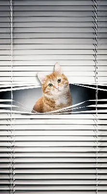 Rollo lichtundurchlässig Ingwerkatze