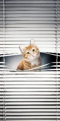 Rollo lichtundurchlässig Ingwerkatze