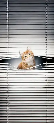 Rollo lichtundurchlässig Ingwerkatze
