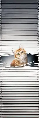 Rollo lichtundurchlässig Ingwerkatze