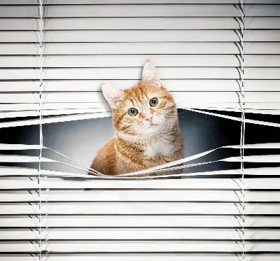 Rollo lichtundurchlässig Ingwerkatze
