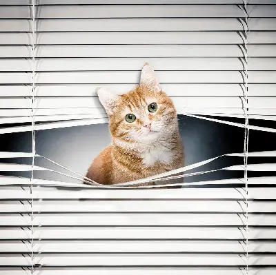 Rollo lichtundurchlässig Ingwerkatze