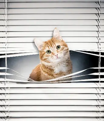 Rollo lichtundurchlässig Ingwerkatze