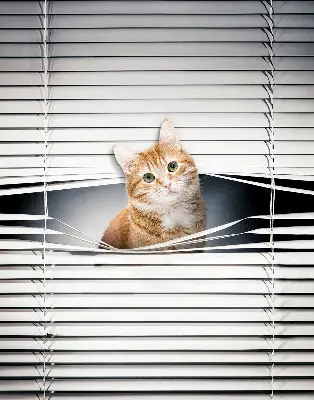 Rollo lichtundurchlässig Ingwerkatze