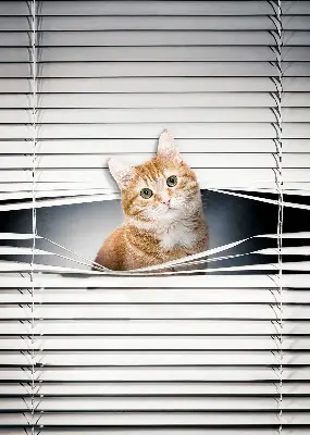 Rollo lichtundurchlässig Ingwerkatze