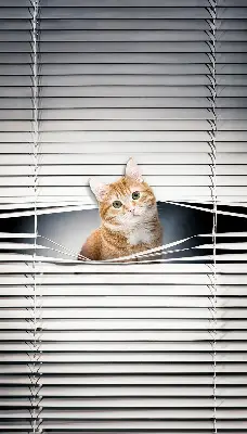Rollo lichtundurchlässig Ingwerkatze
