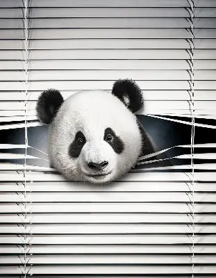 Fenster rollo Panda
