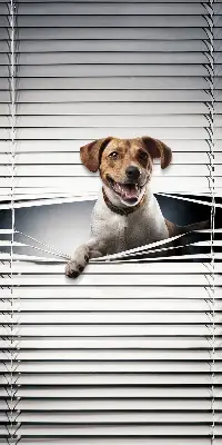 Rollo lichtundurchlässig Hund